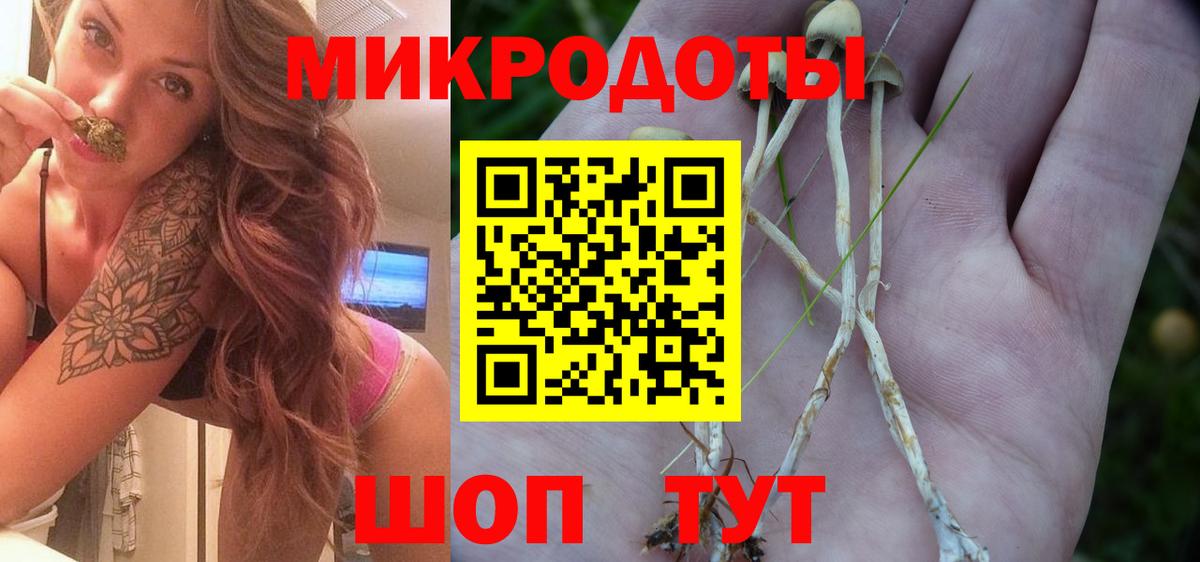 Псилоцибиновые грибы Psilocybe  Вход с VPN  сколько стоит  Гай  Псилоцибиновые грибы прущие грибы 
